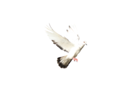 Pigeon en volant sur transparent Contexte png