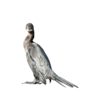 Little cormorant or Javanese cormorant on transparent background - PNG File