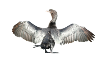 Little cormorant or Javanese cormorant spread wings isolated on transparent background - PNG File