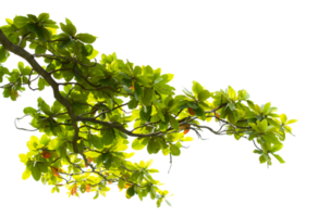 verde indio almendra hojas y ramas en transparente antecedentes png archivo.