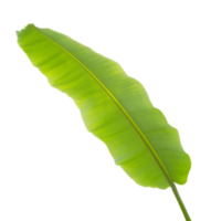 Tropical green banana leaf on transparent background - PNG File