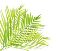 Green palm on transparent background png