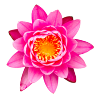 Pink waterlily on transparent background - PNG File.