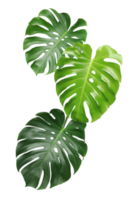 Green monstera leaf on transparent background. png