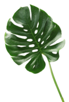 Green monstera leaf on transparent background. png