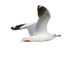 Seagull flying on transparent background - PNG File