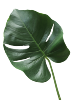 verde monstera hoja en transparente antecedentes. png