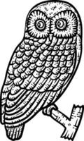 Owl Animal Coloring Page for Adult vector