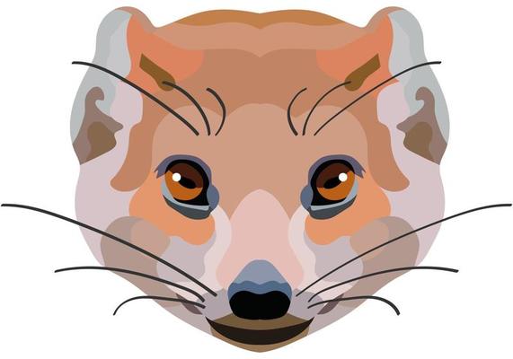 Ermine. The face of a wild animal is depicted in vector style. Bright image. Logo, illustration isolated on white background.
