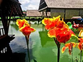 Canna Indica Flower, Bunga Tasbih or Canna Lily Flower blooming photo