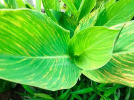 close up the pattern of Daun Kana Indica leaves or Bunga Tasbih of Canna indica, known as Indian shot photo