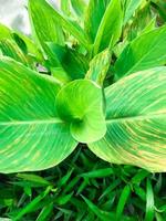 close up the pattern of Daun Kana Indica leaves or Bunga Tasbih of Canna indica, known as Indian shot photo