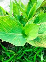 close up the pattern of Daun Kana Indica leaves or Bunga Tasbih of Canna indica, known as Indian shot photo