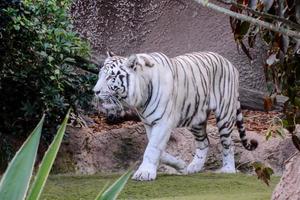 tigre blanco en el zoológico foto