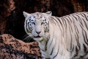 White tiger in the zoo photo