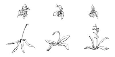 mano dibujado vector tinta orquídea flores y sucursales, monocromo, detallado describir. soltero flores, hojas, tallos. aislado en blanco antecedentes. diseño para pared arte, boda, imprimir, tatuaje, cubrir, tarjeta.