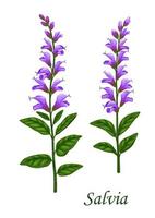 Salvia or sage herb with green leaves and flowers vector