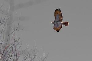 Red tailed hawk soars against a gray background in search of food photo