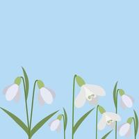 Background of snowdrops. The first spring flowers. Delicate snowdrop flowers for your design.Vector vector