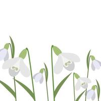 Background of snowdrops. The first spring flowers. Delicate snowdrop flowers for your design.Vector vector