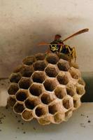 European paper wasp protects nest inside the outdoor shed photo