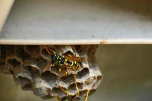 European paper wasp on it's nest photo