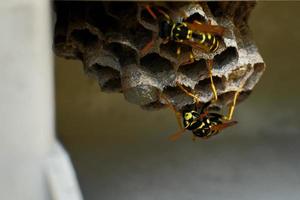 European paper wasps and their nest photo