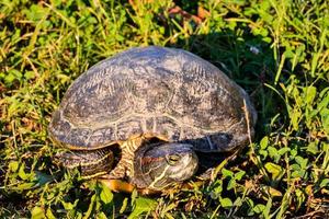 Turtle close up photo