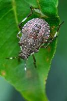 Close up of a Brown Marmorated Stink Bug on a green leaf photo