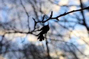 negro silueta de uno enfocado hoja en un rama árbol. borroso antecedentes de el ramas en azul cielo después puesta de sol. foto