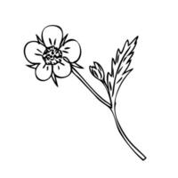 Hand drawn strawberry flower and bud in freehand retro style. vector