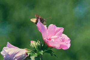 Silver spotted skipper butterfly rests on top of a pink flower photo