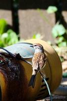 Young house sparrow rests on wire to pool pump photo