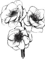 Anemone flowers drawing illustration vector and clipart. Graphic sketch for tatoo design, print, card and wedding design