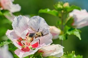 oriental carpintero Comparte un flor con un avispa foto