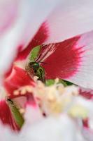 puro verde sudor abeja cubierto en polen profundo dentro el flor foto