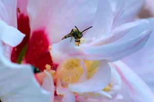 Pure Green Sweat Bee climbs out of a pink flower photo