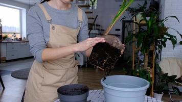 vrouw herplant een kokosnoot palm noot met een brok van aarde en wortels in een pot Bij huis in interieur. groen huis, zorg en teelt van tropisch planten video