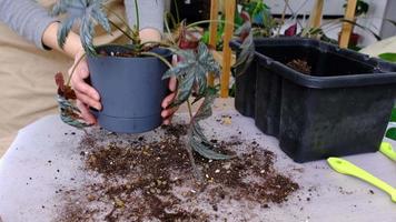 Transplanting a home plant Begonia Gryphon into a new pot. A woman plants a stalk with roots in a new soil. Caring for a potted plant, hands close-up video