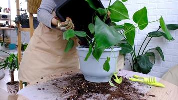 verpotten een huis fabriek philodendron monstera deliciosa in een nieuw pot in huis interieur. zorgzaam voor een ingemaakt plant, handen detailopname video