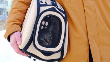 The cat is sitting in a carrier bag on the street in winter in the hands of a man and looks fearfully through the net. Moving a pet, visiting a veterinarian, convenience and safety video