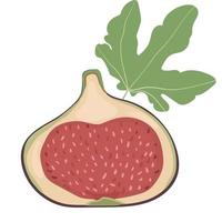 fig vector cartoon element.Half of fig.