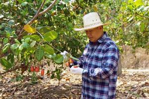 Farmers take bunches of cashews from the trees to inspect the quality of the produce. soft and selective focus. photo