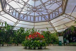 hermosa jardín, dentro de un invernadero con en conserva plantas y decorativo césped foto