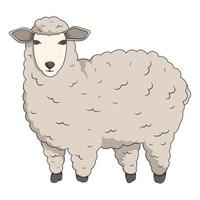 Cute wool sheep. Vector isolated illustration of domestic farm animal.