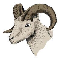 The head of a ram with twisted horns. Vector isolated sketch illustration of domestic or wild animal.