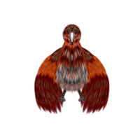 Bird Character Cartoon png