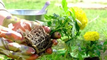 Yellow and orange marigold seedlings with roots are prepared for planting in the open ground in spring. Unpretentious garden flowers in the hands of a gardener, flower bed and yard care video