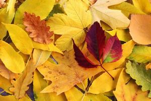 Background of yellow and red leaves. Autumn. photo