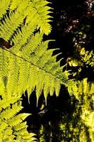 Lush forest vegetation photo